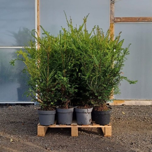10 x 40-60cm Pot Grown Taxus Baccata English Yew Hedging - Pot Grown | ScotPlants Direct
